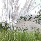 Komorebi