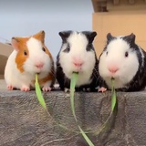 面和狗鬼