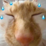 没有鱼
