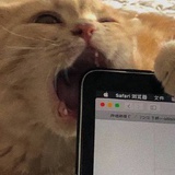 椒麻手撕鸡