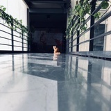 华丽丽猫系少女
