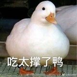 昕酱儿