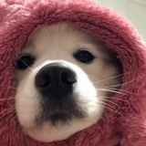 努力幸运nini