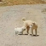 慢歌