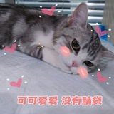 伸爪爪俱乐部长