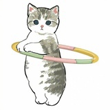 加油猪猪猫
