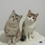 阿猫去哪了