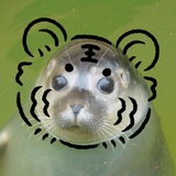 海豹