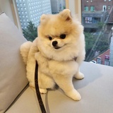 立夏要吃乌米饭