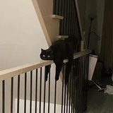 贝果夹生菜