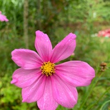 Sakura11