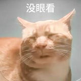 猫猫的毛毛会飞