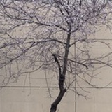 Petrichor