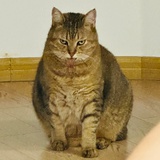 江