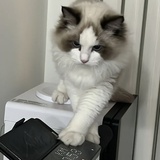 小汪