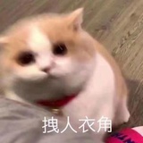 卡夫卡的猫