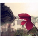 joannaglp