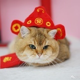 仙草冰