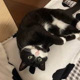 欢鹅