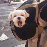 什么时候遛遛弯