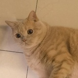 元宝是个大头猫