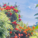 蜜桃汽水