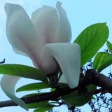 昵昵
