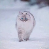 沈宸晞