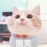 木木丁丁