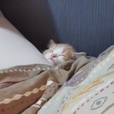爷哭