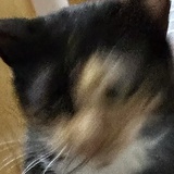 小来咪