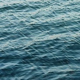 魚鸟