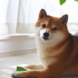 裁柳先生