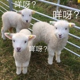 一只小羊