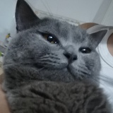 肉松哟