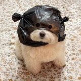 你好小狗