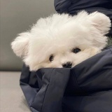 奔三的元元