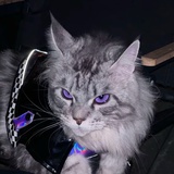 白手套黑猫猫