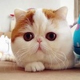 新之助~椰哥