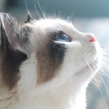 凯