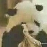 fz伊始