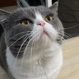 何许人