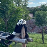 十一团