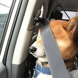 不知道叫什么