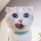 猫儿