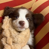 再闹全都枪毙了