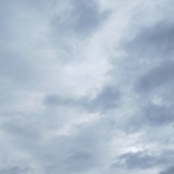 弓莽大白猫