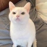 一隻野生的灬