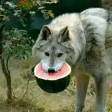 故里