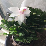 电影老白